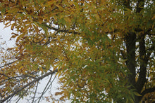 Lemoines Fall Walk 14/10/17
