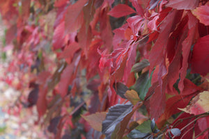 Lemoines Fall Walk 14/10/17