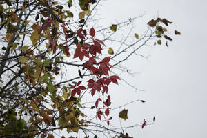 Lemoines Fall Walk 14/10/17