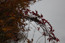 Lemoines Fall Walk 14/10/17