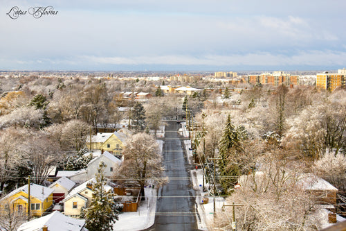 Winter Daze -- 12/2019